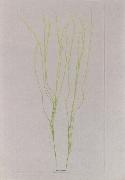 Stalks of grass, Alois Auer von Welsbach